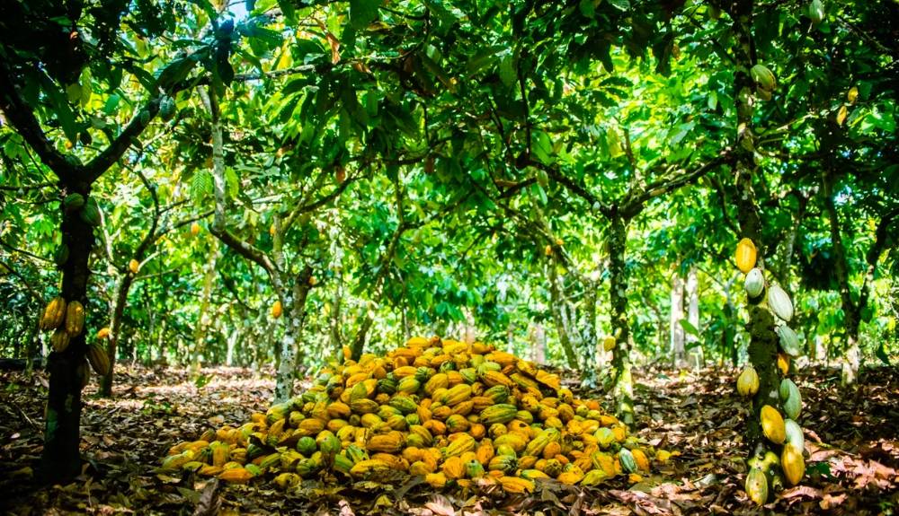 Lindt sustainability report – TRBusiness  – TRBusiness