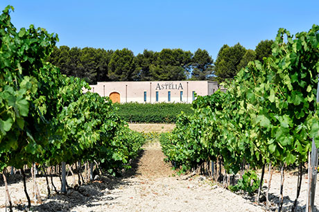 Les-Domaines-Paul-Mas1 – TRBusiness Les Domaines Paul Mas – TRBusiness